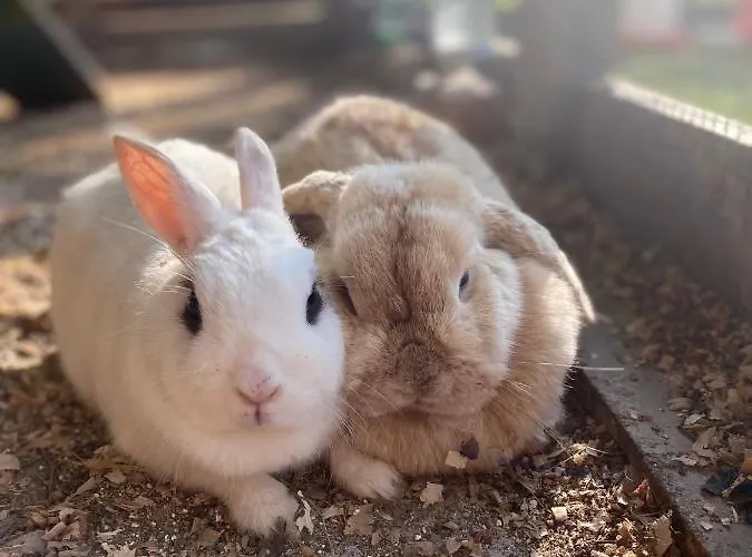 Κατάλυμα σε φάρμα Anziola *