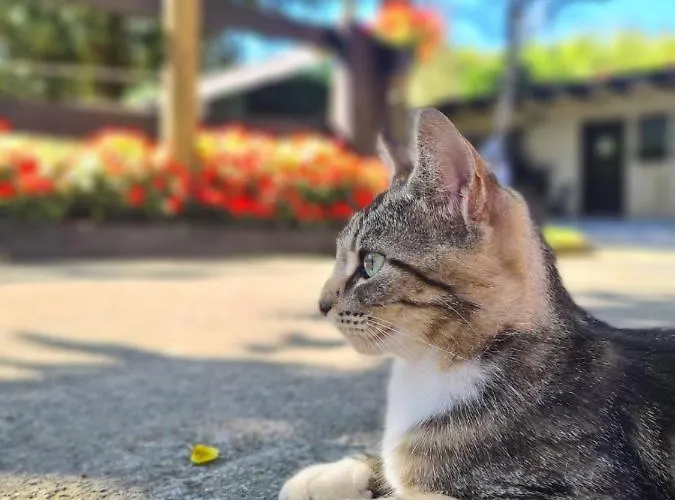 Anziola Κατάλυμα σε φάρμα *