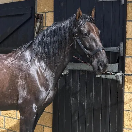 Anziola 오이아츠준