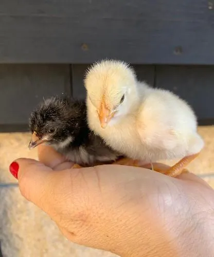 Anziola Agroturismo Oiartzun